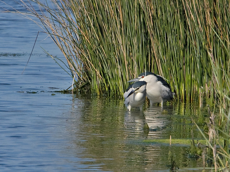 Nycticorax nycticorax Kwak Night Heron